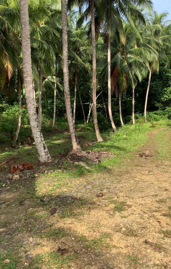 Green Queendom Farm And Lodging Oracabessa Exterior foto